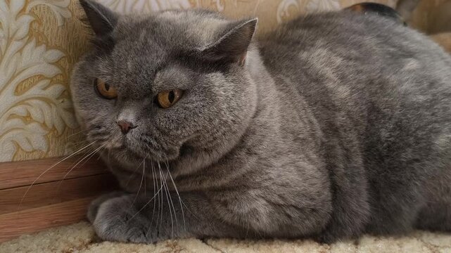 British Shorthair cat with plush grey fur lying on patterned carpet near ornate wallpaper. Amber eyes and grumpy face add charm to this cozy, vintage-style indoor pet scene.