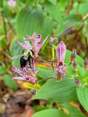 Bumblebee on Spotted Toad Lily Blossom in Autumn