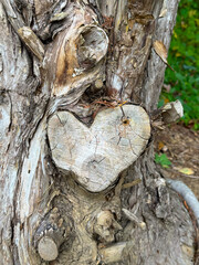 Heart-Shaped Tree Knot in Weathered Bark