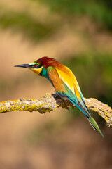 Bee-eater
