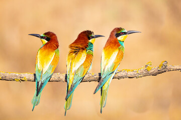 Bee-eater