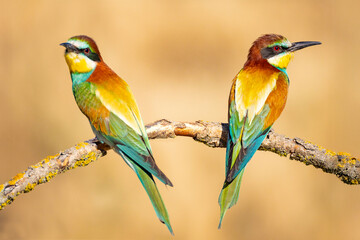 Bee-eater