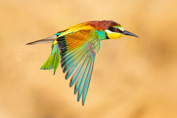 Obraz premium Bee-eater