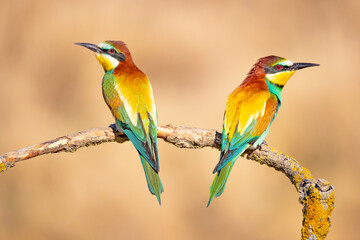 Bee-eater