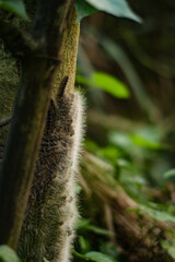 Closeup of a fuzzy caterpillar crawling on a tree trunk in the forest