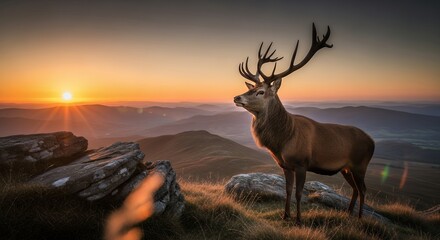 Majestic Red Deer Standing on Mountain Hilltop During Sunset