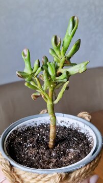 Vertical shot of a small green Crassula ovata Gollum succulent plant with unique tubular leaves. It is planted in a decorative white pot wrapped with natural rope detail in a home interior.