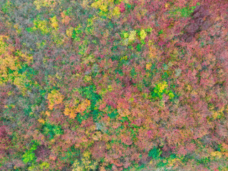 All the colors of autumn.