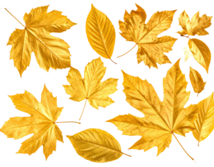 Golden Autumn Maple Leaves Falling Gracefully, isolated on transparent background, PNG