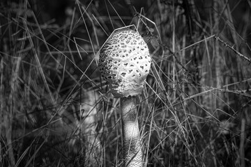 Wie eine Skulptur aus einer vergessenen Zeit steht dieser Pilz zwischen den Halmen – stolz, still und ein wenig geheimnisvoll. Das Licht zeichnet seine Maserung, der Schatten hüllt ihn in Würde. In Sc