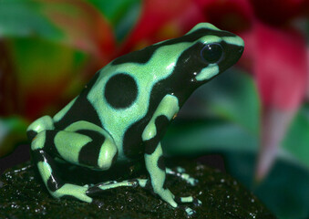 Goldbaumsteiger (Dendrobates auratus) Pfeilgiftfrosch, Mittelamerika und Südamerika