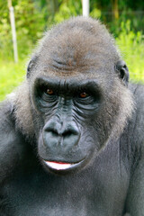Gorilla Männchen (Gorilla gorilla) Portrait von vorne 