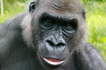 Gorilla Männchen (Gorilla gorilla) Portrait von vorne 