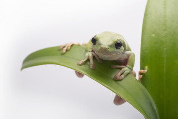 Dumpy frog litoria caerulea on white background