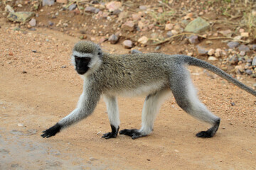 Südliche Grünmeerkatze (Chlorocebus pygerythrus) überquert Weg, Afrika