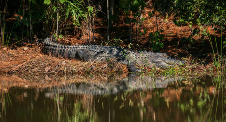 Alligator laying beside a pond in a North Carolina swamp in the autumn.