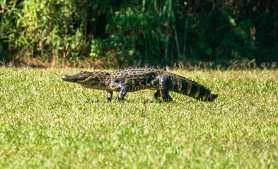 American alligator walking across a grassy North Carolina area