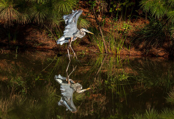 Great Blue Heron with a pond reflection
