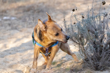 Perro emocionado por salir de paseo, disfrutando de la naturaleza 