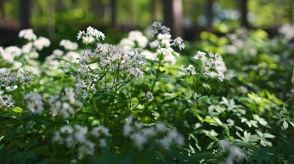 Fototapeta premium woodruff. Woodruff plants with clusters of small white flowers growing in forest shade. gardening catalogs, home-decor guides, designed for home decor and floral branding.