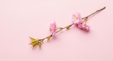 Delicate pink cherry blossom branch with fresh green leaves on a soft pink background creating a serene spring scene