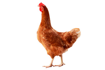 Chicken, Full body of orange and brown chicken hen standing isolated on transparent background,...