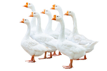 Group of white geese standing together isolated on transparent background. Domestic farm animal concept showing unity agriculture and natural rural lifestyle for commercial and farming design.