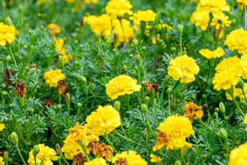 夏の日差しに輝くマリーゴールドの黄色い花畑