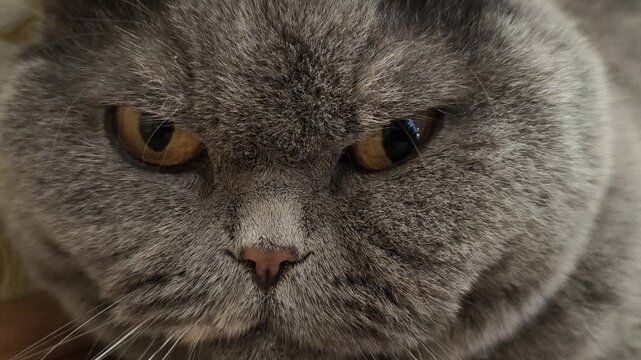 British Shorthair cat with plush grey fur lying on patterned carpet near ornate wallpaper. Amber eyes and grumpy face add charm to this cozy, vintage-style indoor pet scene.