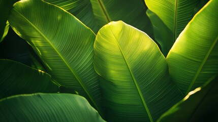 A closeup of green banana leaves overlapping one another with visible veins and natural light casting gentle highlights and shadows   perfect botanical texture background