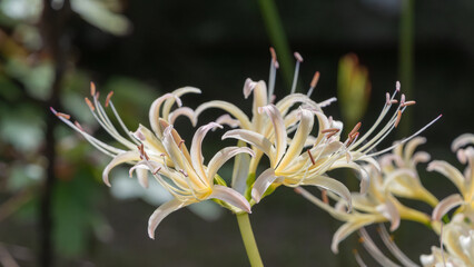 秋の庭に咲く白い彼岸花の優雅な花