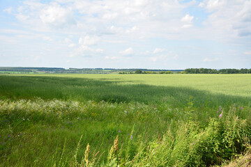Expansive Green Field Under a Bright Cloudy Sky