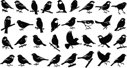 Bird silhouette collection, flying birds, perched birds, black bird shapes, wildlife vector, avian poses, nature clipart, editable design, flat vector illustration