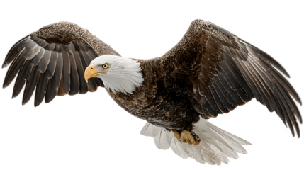 Bald eagle in flight, wingspan wide with sharp detail, natural daylight, isolated on white background