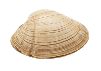 Isolated view of a clam shell, a bivalve mollusk with ridges, marine invertebrate