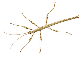 Isolated Tan and Brown Stick Insect, Camouflage, Phasmid, Wildlife, Exotic, Biodiversity