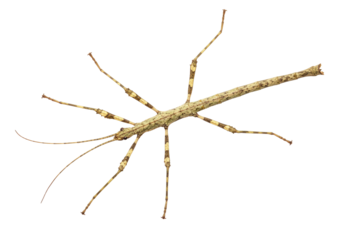 Isolated Tan and Brown Stick Insect, Camouflage, Phasmid, Wildlife, Exotic, Biodiversity