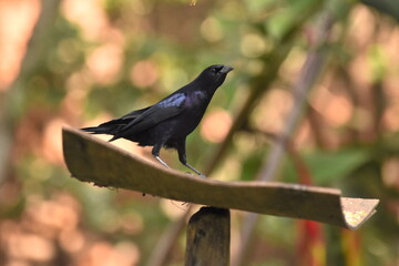 blackbird on a branch