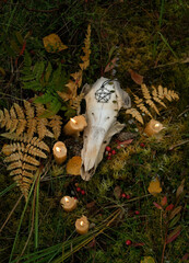 animal skull with amulet, candles on natural forest background. magical esoteric ritual. symbol of samhain sabbat, Halloween. Mysticism, occultism, Witchcraft concept. wiccan magic practice. top view