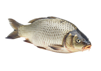 Isolated carp fish fresh with natural look whole and intact, for market or aquaculture