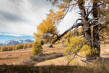 Herbstlandschaft mit Jagdhütte und Lärchenbaum