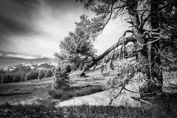 Herbstlandschaft mit Jagdhütte und Lärchenbaum in schwarz weiss