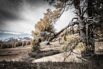 Herbstlandschaft mit Jagdhütte und Lärchenbaum farbreduziert