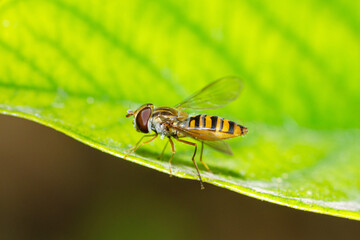 Marmalade Hover Fly on a leaf, Episyrphus Balteatus