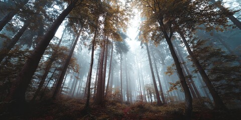 Forest with trees and a foggy sky