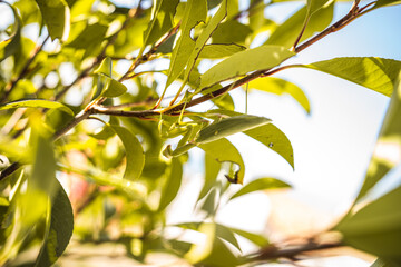Praying Mantis on Leaves