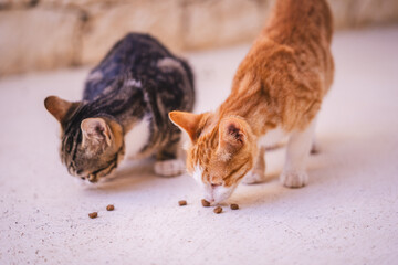 Cats eating