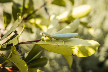 Praying Mantis on Leaves