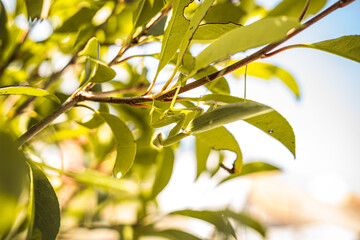 Praying Mantis on Leaves