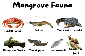 An educational chart showcasing a diverse collection of mangrove fauna, including crabs, fish, and reptiles